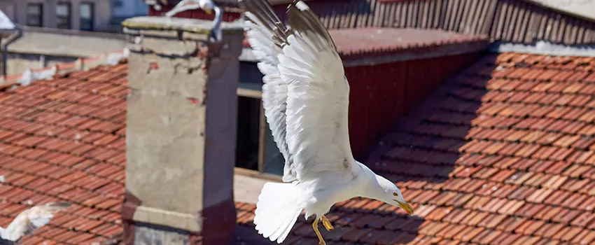 Residential Chimney Animal Removal Solution in Vicksburg, MS